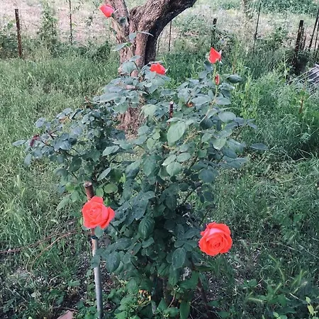 Wabi Sabi * Katastarion